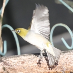 Zosterops lateralis at Higgins, ACT - 30 Dec 2021