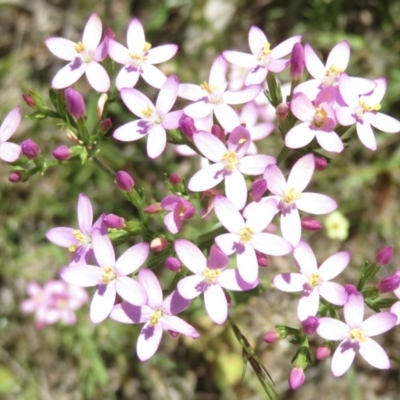 Centaurium erythraea (Common Centaury) at Jerrabomberra, ACT - 3 Jan 2022 by RobParnell