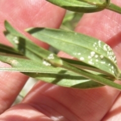 Centaurium erythraea at Jerrabomberra, ACT - 3 Jan 2022 10:49 AM