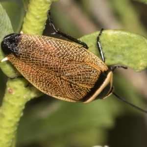 Ellipsidion australe at Higgins, ACT - 11 Jan 2022