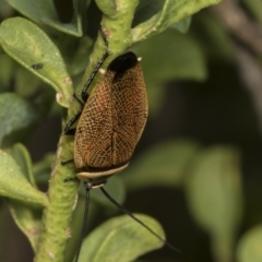 Ellipsidion australe at Higgins, ACT - 11 Jan 2022