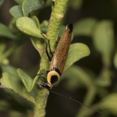 Ellipsidion australe at Higgins, ACT - 11 Jan 2022