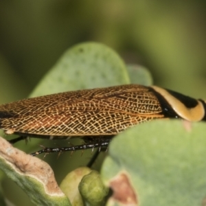 Ellipsidion australe at Higgins, ACT - 11 Jan 2022