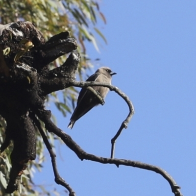 Artamus cyanopterus cyanopterus (Dusky Woodswallow) at Hawker, ACT - 9 Jan 2022 by AlisonMilton