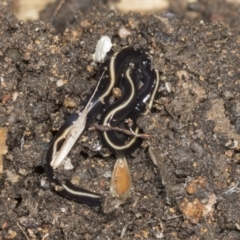 Caenoplana coerulea (Blue Planarian, Blue Garden Flatworm) at Higgins, ACT - 9 Jan 2022 by AlisonMilton