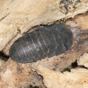 Laxta sp. (genus) at Higgins, ACT - 9 Jan 2022 12:29 PM