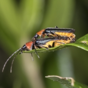 Chauliognathus tricolor at Higgins, ACT - 9 Jan 2022