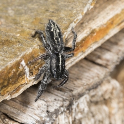 Ocrisiona leucocomis (White-flecked Crevice-dweller) at Higgins, ACT - 9 Jan 2022 by AlisonMilton