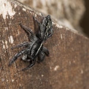 Ocrisiona leucocomis at Higgins, ACT - 9 Jan 2022