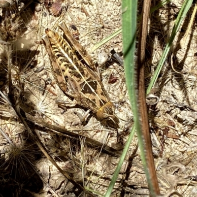 Perunga ochracea (Perunga grasshopper, Cross-dressing Grasshopper) at Wandiyali-Environa Conservation Area - 19 Dec 2020 by Wandiyali