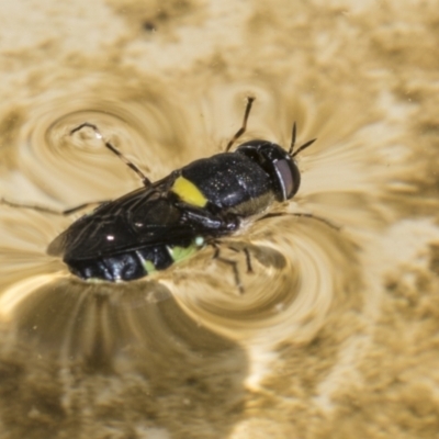 Odontomyia hunteri (Soldier fly) at Higgins, ACT - 8 Jan 2022 by AlisonMilton