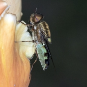 Odontomyia hunteri at Higgins, ACT - 8 Jan 2022