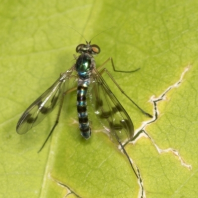 Heteropsilopus ingenuus (A long-legged fly) at Higgins, ACT - 9 Jan 2022 by AlisonMilton