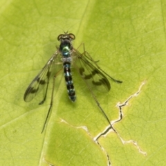 Heteropsilopus ingenuus at Higgins, ACT - 9 Jan 2022 09:31 AM