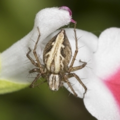 Oxyopes (genus) (Lynx spider) at Higgins, ACT - 11 Jan 2022 by AlisonMilton