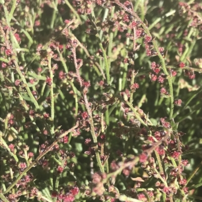 Gonocarpus tetragynus (Common Raspwort) at Booth, ACT - 2 Jan 2022 by Tapirlord