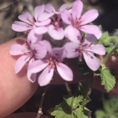 Pelargonium australe (Austral Stork's-bill) at Booth, ACT - 2 Jan 2022 by Tapirlord