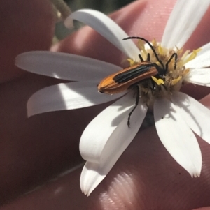 Stenoderus suturalis at Booth, ACT - 2 Jan 2022