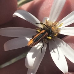 Stenoderus suturalis at Booth, ACT - 2 Jan 2022