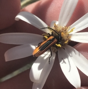 Stenoderus suturalis at Booth, ACT - 2 Jan 2022