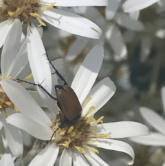 Phyllotocus rufipennis at Booth, ACT - 2 Jan 2022