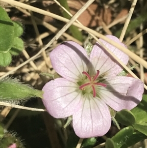 Geranium antrorsum at Booth, ACT - 2 Jan 2022