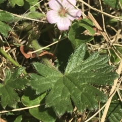 Geranium antrorsum at Booth, ACT - 2 Jan 2022