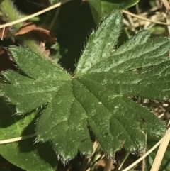 Geranium antrorsum at Booth, ACT - 2 Jan 2022 12:30 PM