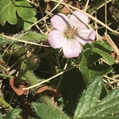 Geranium antrorsum at Booth, ACT - 2 Jan 2022