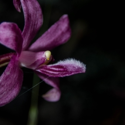 Dipodium roseum (Rosy Hyacinth Orchid) at Tralee, NSW - 12 Jan 2022 by dan.clark