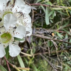 Megachile (Hackeriapis) oblonga at Murrumbateman, NSW - 12 Jan 2022