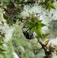 Megachile (Hackeriapis) oblonga at Murrumbateman, NSW - 12 Jan 2022