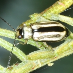 Monolepta froggatti (Leaf beetle) at Mulloon, NSW - 10 Jan 2022 by jb2602