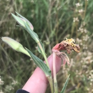 Oenothera indecora subsp. bonariensis at Tennent, ACT - 2 Jan 2022 02:08 PM