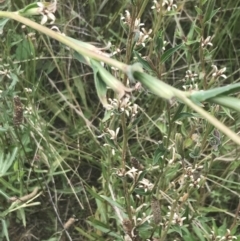 Oenothera indecora subsp. bonariensis at Tennent, ACT - 2 Jan 2022 02:08 PM