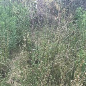 Oenothera indecora subsp. bonariensis at Tennent, ACT - 2 Jan 2022