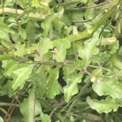 Rorippa microphylla at Tennent, ACT - 2 Jan 2022