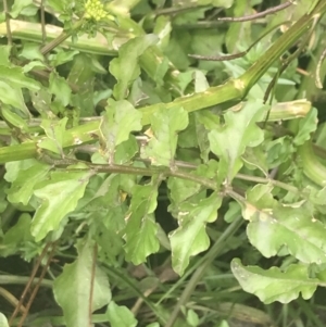 Rorippa microphylla at Tennent, ACT - 2 Jan 2022