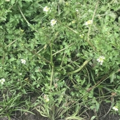 Rorippa microphylla at Tennent, ACT - 2 Jan 2022