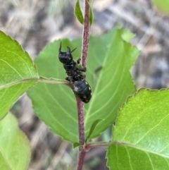 Thynninae (subfamily) (Smooth flower wasp) at Bruce, ACT - 12 Jan 2022 by Spectregram