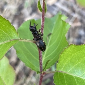 Thynninae (subfamily) at Bruce, ACT - 12 Jan 2022 06:30 PM