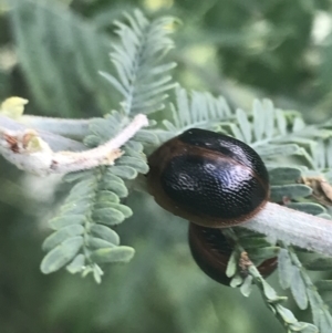 Dicranosterna immaculata at Tennent, ACT - 2 Jan 2022