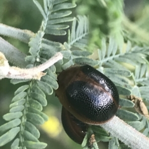 Dicranosterna immaculata at Tennent, ACT - 2 Jan 2022