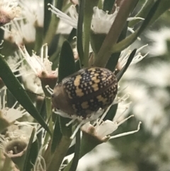 Paropsis pictipennis (Tea-tree button beetle) at Tennent, ACT - 2 Jan 2022 by Tapirlord