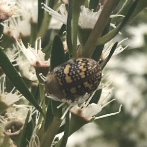 Paropsis pictipennis at Tennent, ACT - 2 Jan 2022