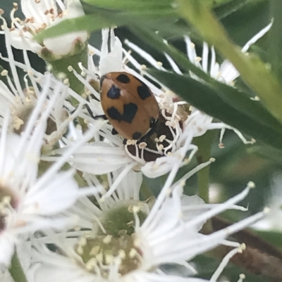 Hippodamia variegata (Spotted Amber Ladybird) at Tennent, ACT - 2 Jan 2022 by Tapirlord