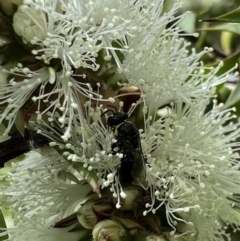 Hylaeus (Gnathoprosopis) amiculinus (Hylaeine colletid bee) at Murrumbateman, NSW - 12 Jan 2022 by SimoneC
