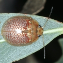 Paropsisterna decolorata (A Eucalyptus leaf beetle) at Mulloon, NSW - 9 Jan 2022 by jbromilow50