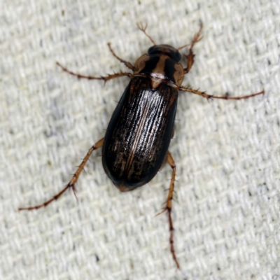 Telura sp. (genus) (A scarab beetle) at O'Connor, ACT - 11 Jan 2022 by ibaird