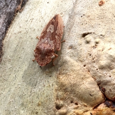 Stenocotis depressa (Leafhopper) at Aranda, ACT - 12 Jan 2022 by KMcCue